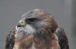 Präriebussard (Buteo swainsoni) am 2.10.2010 in der African Lion Safari in Cambridge,Ont.