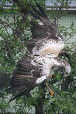 Musebussard (Buteo buteo) bei Flugversuchen.