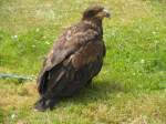 Steinadler beim Familientag des Jagdbombergeschwader 31  Boelcke  in Nrvenich am 12.Juli 2013.