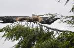 Fliegender Adler an der Adlerwarte Berlebeck in Westfalen.