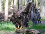 Ein Steinadler