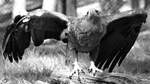 Ein Steinadler im Wildpark Mecklenburg-Vorpommern in Gstrow.