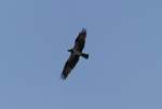 Ein Schreiadler ( Clanga pomerina ) ber dem Gambia River im Mrz 2019