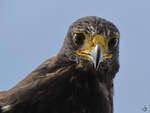 Ein Greifvogel in der Nhe der Burgruine Landskron.