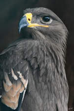 Ein Steppenadler in der Adlerarena auf der Burgruine Landskron.