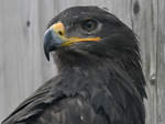 Ein Steppenadler in der Adlerarena auf der Burgruine Landskron.