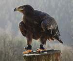 STEPPENADLER IN NIEDERFISCHBACH/SIEGERLAND  Bei der Greifvogel-Flugshow der Falknerei MARCO WAHL am 15.2.2020 im TIERPARK NIEDERFISCHBACH....