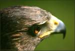 Steinadler - Golden Eagle - Aquila chrysaetos