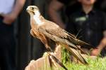 Laggarfalke (Falco jugger) am 4.6.2010 im Vogelpark Steinen.