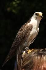 Dieser Laggarfalke (Falco jugger) ist auf einem Kopf gelandet.