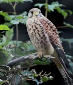 Turmfalke im Tiergehege Zeulenroda am 29.09.2011