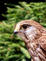 Turmfalke im Tiergehege Zeulenroda am 23.06.2012