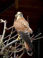 Bussard in Zeulenroda.