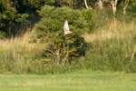 Turmfalke im Flug mit Nager.