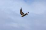Falke bei der Flugshow im Vogelpark Marlow hat seine vermeintlich Beute erspht.