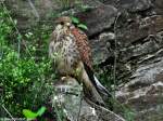 Turmfalken-Weibchen (Falco tinnunculus).