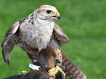 Ein Falke während einer Greifvogel-Show auf der Burgruine Landskron.