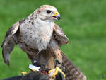 Ein Falke whrend einer Greifvogel-Show auf der Burgruine Landskron.