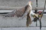 Ein Gerfalke auf der Jagd.