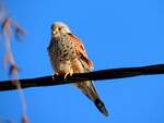 Turmfalke (Falco-tinnunculus) h�lt auf einer isolierten Freileitung Ausschau nach Nahrung; 260104 