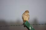 Ein Turmfalke (Falco tinnunculus)aufgenommen am 23.01.2010 beim Flughafen Zrich