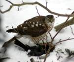 Merlin mit einer geschlagenen Amsel.