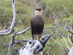 Ein Schopfkarakara oder Geierfalke ( Caracara plancus ) im Torres del Paine Nationalpark Patagonia am 8.1.2017