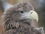 Ein Seeadler