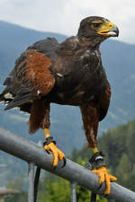 Ein junger Adler in der Adlerarena auf der Burgruine Landskron.