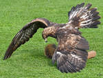 Ein Adler auf der Jagd.