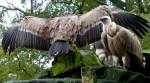 Gnsegeier(Gyps fulvus) Gesehen im Tierpark Nordhorn im November 2012.