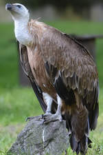 Ein Gnsegeier im Zoo Duisburg (Juli 2013)