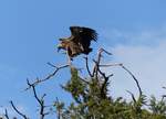 Ein Weirckengeier (Gyps africanus) im nordthiopischen Gonder am 22.4.2019