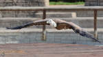 Ein Gnsegeier im Flug.