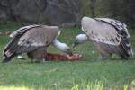 Westliche Gnsegeier (Gyps fulvus fulvus) am 18.4.2010 im Tierpark Berlin.