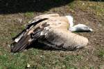 Westlicher Gnsegeier (Gyps fulvus fulvus) am 18.4.2010 im Tierpark Berlin.