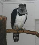 Eine Harpyie (Harpia harpyja) am 9.1.2010 im Tierpark Berlin.