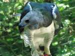 Greifvogel im Nrnberger Zoo