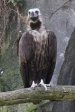 Mnchsgeier (Aegypius monachus) am 18.4.2010 im Tierpark Berlin.