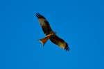 Flugbild des Rotmilan - 30.09.2011