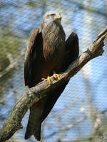 Ein Rotmilan im Wildpark Mecklenburg-Vorpommern in Gstrow.