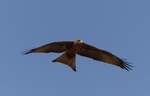 Ein schwarzer Milan ( Milvus migrans ) ber dem Strand von Bakau in Gambia.