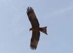 Ein schwarzer Milan ( Milvus migrans ) ber dem Strand von Bakau in Gambia im Mrz 2019