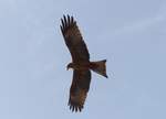 Ein schwarzer Milan ( Milvus migrans ) ber dem Strand von Bakau in Gambia im Mrz 2019