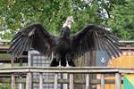 Ein Geier bei der Flugschau im Zoo d'Amneville, 26.9.2017