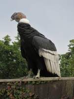 Ein Geier bei der Flugschau im Zoo d'Amneville, 26.9.2017