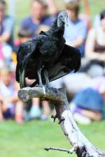 Rabengeier bei der Flugshow im Vogelpark Marlow.