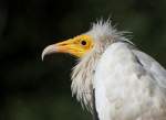 Schmutzgeier im Tierpark Berlin