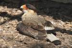 Schopfkarakara (Caracara plancus) am 26.4.2010 im Vogelpark Karlsdorf-Neuthard.