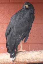 Schwarzbussard (Buteogallus urubitinga) am 2.10.2010 in der African Lion Safari in Cambridge,Ont.